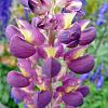 Even more Lupinos (Lupines) - introduced